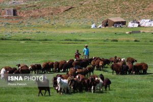 وعده خرید تضمینی دام زنده از عشایر چه زمانی محقق می‌شود؟