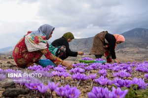 آغاز فعالیت ۶ مرکز خرید حمایتی زعفران در خراسان رضوی