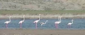 آمادگی برای مقابله با آنفلوانزای فوق حاد پرندگان در لرستان