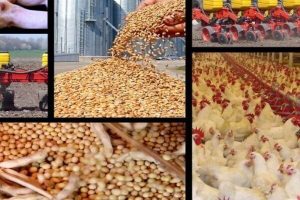 حذف ارز ۴۲۰۰ تومانی همچنان در دست بررسی – پایگاه علنی | اخبار ایران و جهان